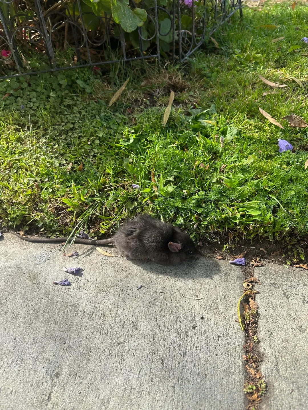Black roof rat beside a garden and sidewalk near a home