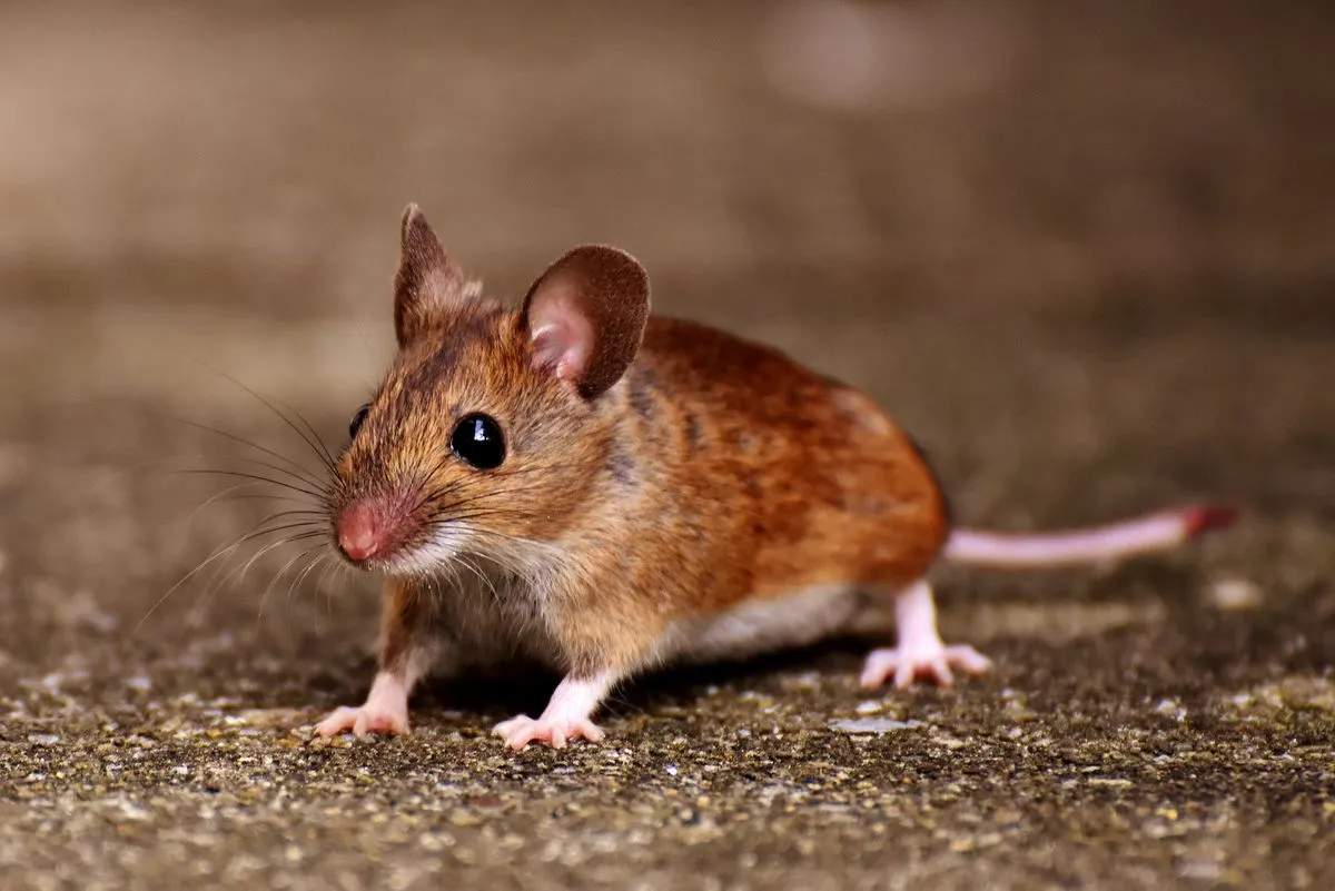 A house mouse near a Cape Coral property