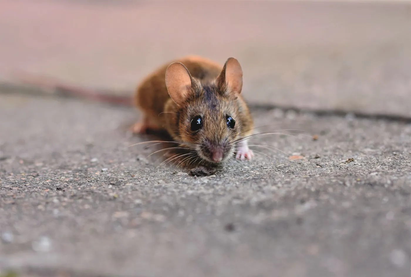 A small mouse beside a building