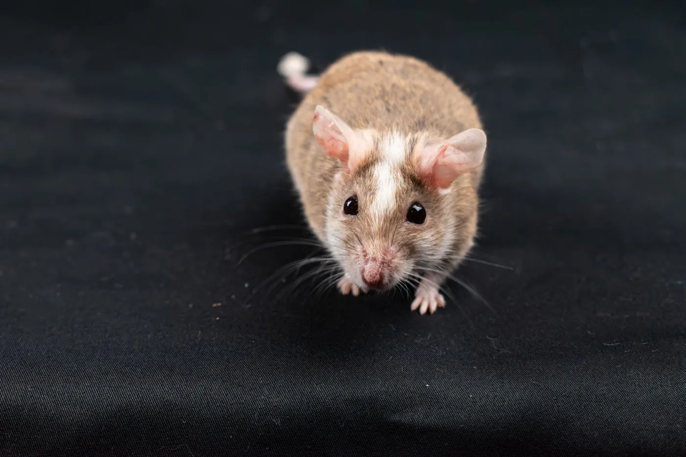 Rodent Control Cape Coral FL image of a mouse
