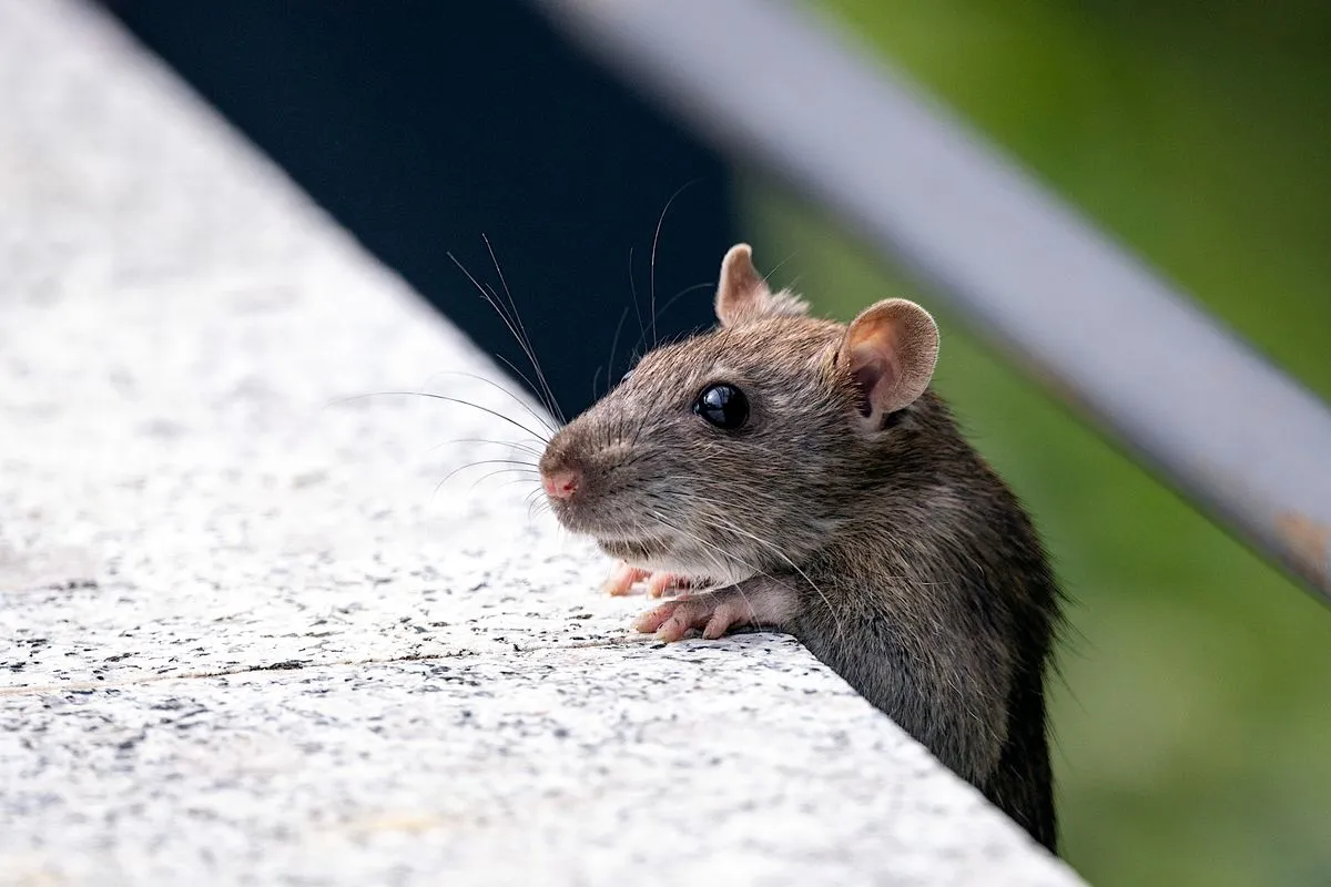 A rodent indoors near the edge of a wall