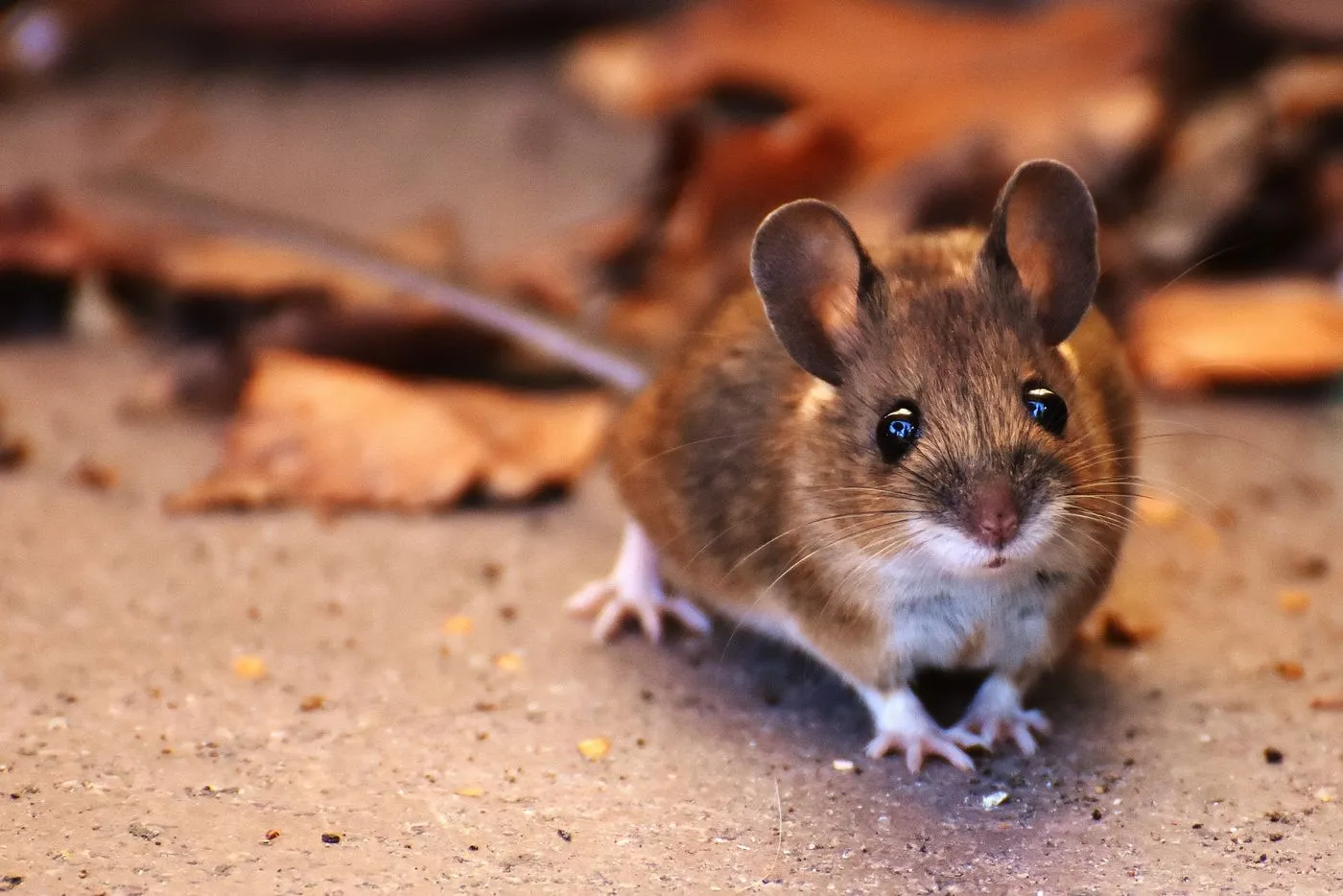 A small mouse moving through garden leaves