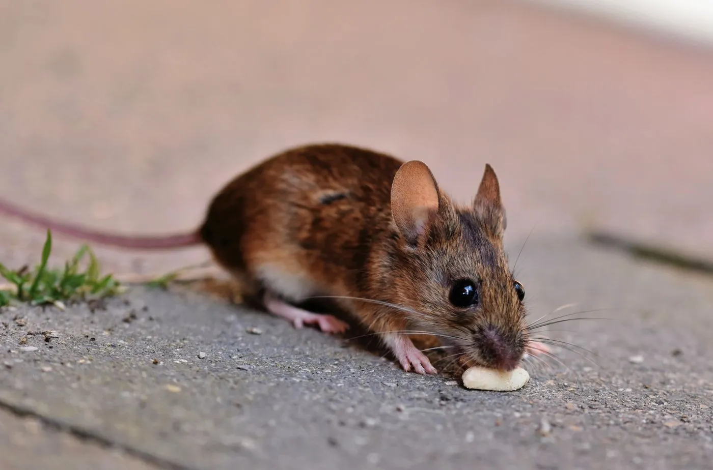A small rodent beside an outside wall in Cape Coral