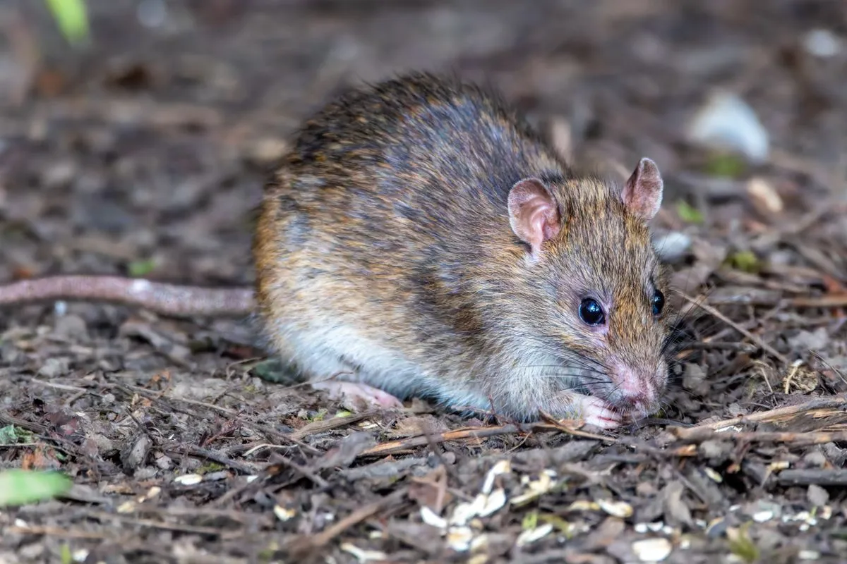 A brown rat outside a Cape Coral home