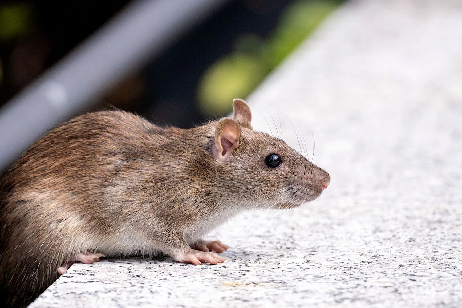 Rodent Control Cape Coral FL image of a brown rat near a building