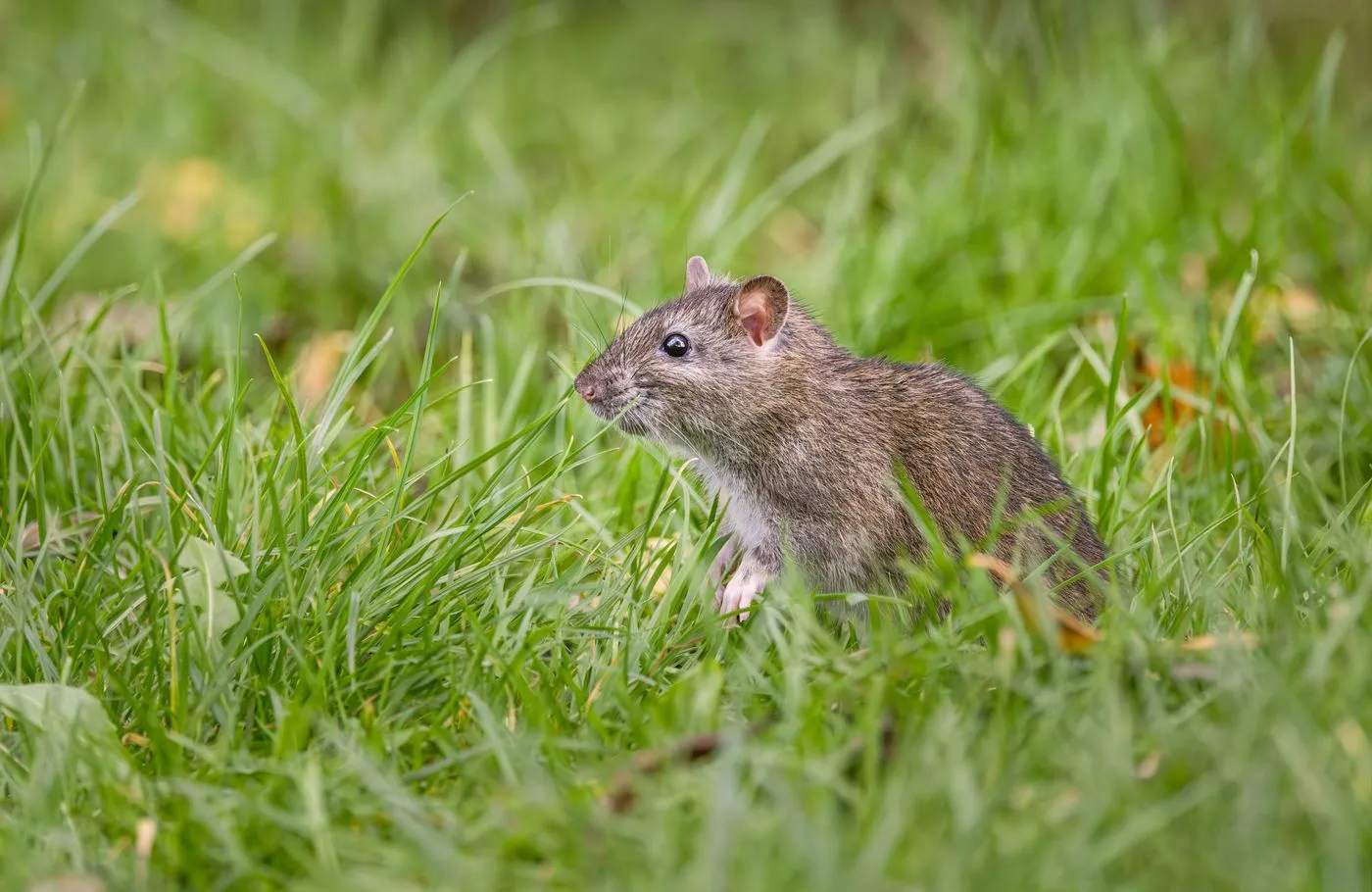 Rodent Control Cape Coral FL image of a Norway rat in ground cover