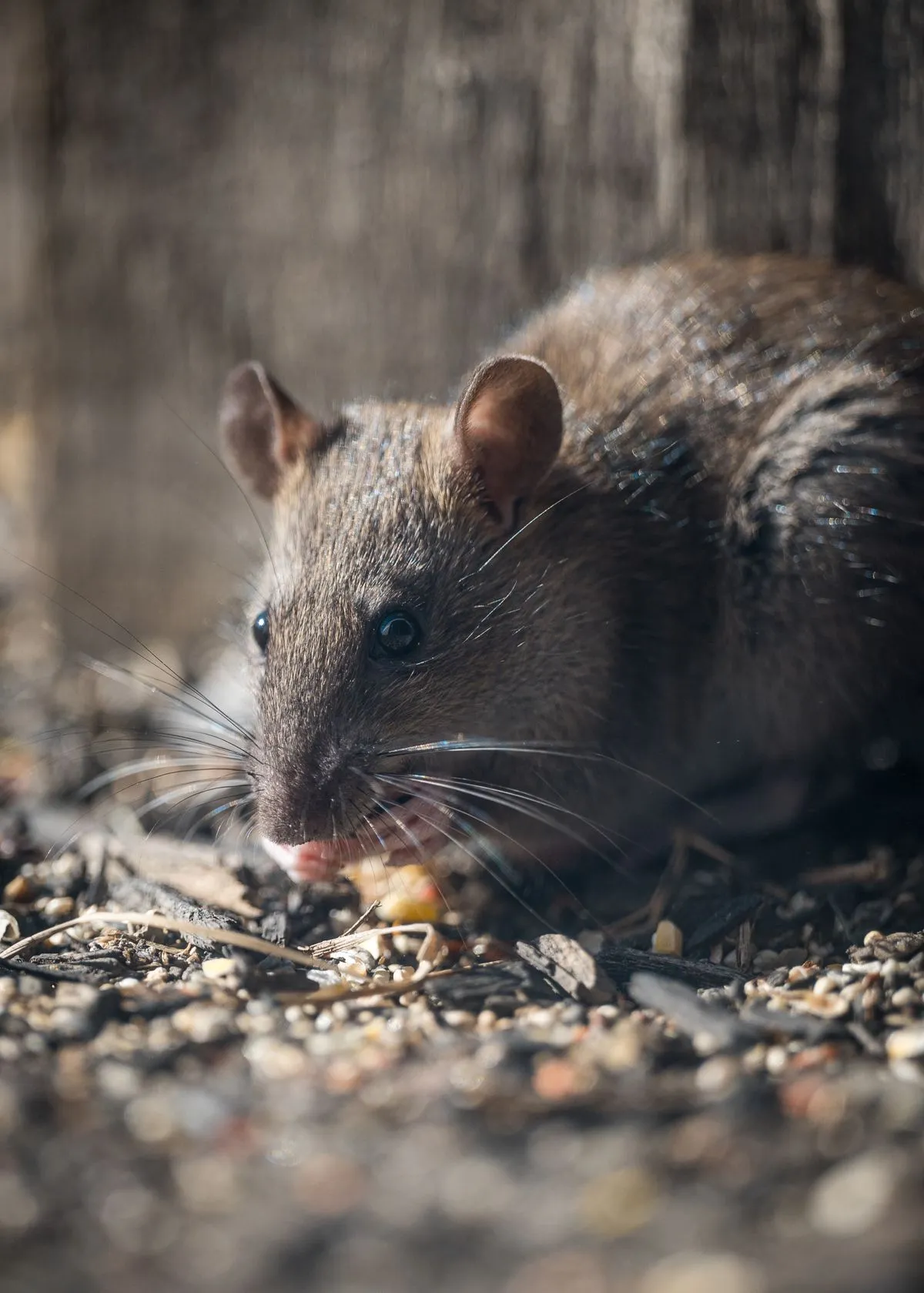 A roof rat outside near a Cape Coral home