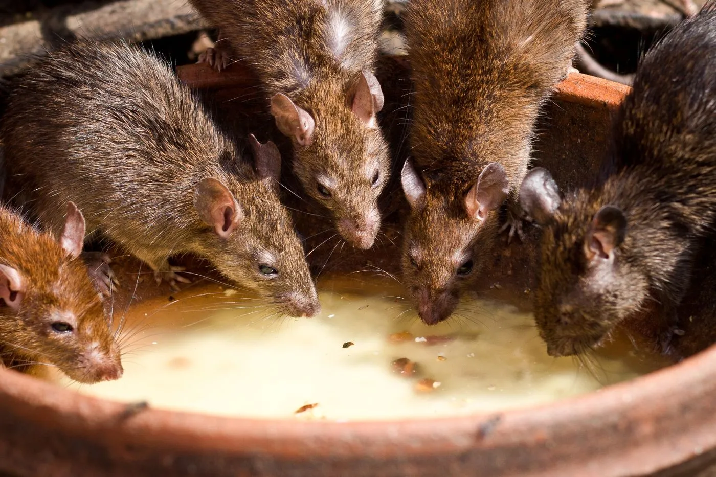 Rodent Control Cape Coral FL image of several rats near a building